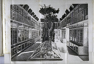 Vegetal products room in the Florence Botanical Museum in 1874, in F. Parlatore, "Les collections botaniques du Muse royal de physique et d'histoire naturelle de Florence", Florence, 1874.
