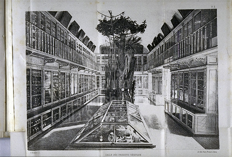 Sala dei prodotti vegetali nel Museo Botanico Fiorentino nel 1874, in F. Parlatore, "Les collections botaniques du Muse royal de physique et d'histoire naturelle de Florence", Firenze, 1874.