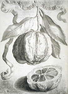 Page in the herbarium of Paolo Boccone.