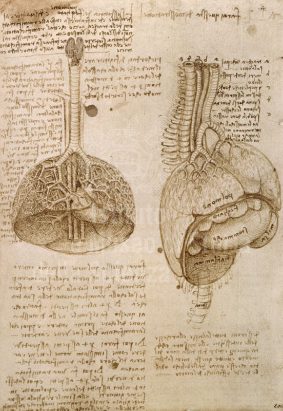 Studi per individuare gli organi principali della cavit toracica e addominale con note relative ai polmoni e al cuore, "Leonardo da Vinci, 1452-1519. Corpus degli studi anatomici nella collezione di Sua Maest la regina Elisabetta II nel Castello di Windsor" a cura di Kenneth D. Keele e Carlo Pedretti. Firenze, Giunti Barbra, c1980-1985, c. 53v (RL 19054).