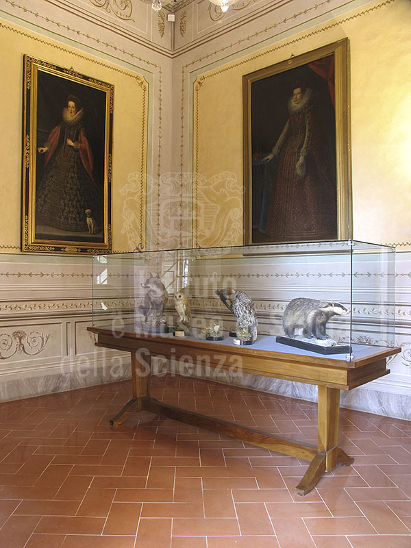 Sala con una vetrina contenente animali del padule di Fucecchio tassidermizzati nel corso dell'Ottocento. Villa Medicea di Cerreto Guidi e Museo Storico della Caccia e del Territorio