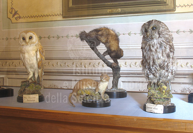 Showcase containing stuffed animals from the Padule di Fucecchio dating from the 19th century. Villa Medicea di Cerreto Guidi - Museo Storico della Caccia e del Territorio