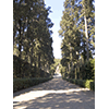 The avenue of cypresses, Giardino di Boboli, Florence.