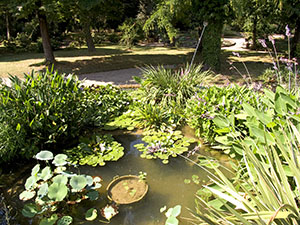 Giardino Botanico Superiore di Boboli a Firenze: vasca con piante acquatiche