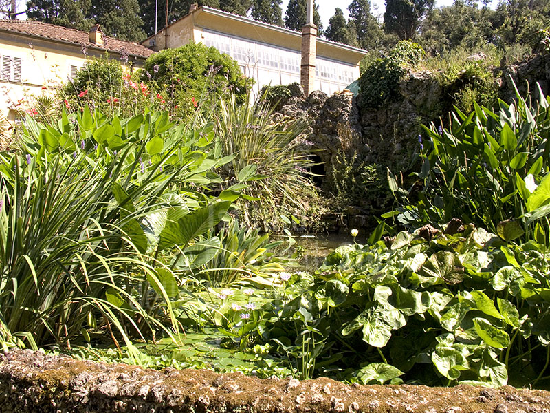 Giardino Botanico Superiore di Boboli a Firenze: vasca con piante acquatiche