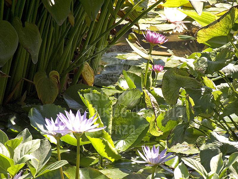 Upper Botanical Garden of Boboli, Florence: detail of the water lilies in the pool of aquatic plants.