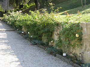 Giardino di Palazzo Mozzi Bardini a Firenze: dettaglio con piante di rosa.
