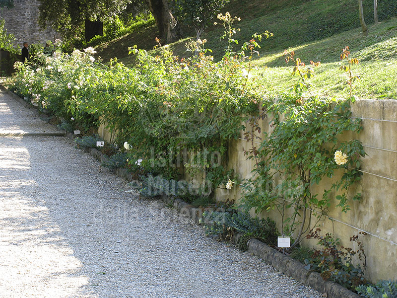 Giardino di Palazzo Mozzi Bardini a Firenze: dettaglio con piante di rosa.