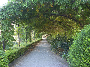 Garden of Palazzo Mozzi Bardini, Florence:the pergola covered in wisteria.