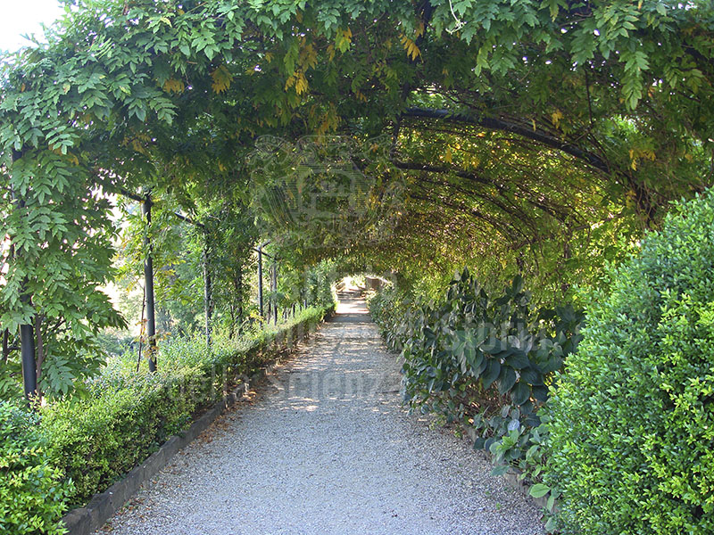 Garden of Palazzo Mozzi Bardini, Florence:the pergola covered in wisteria.