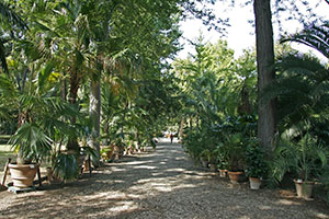 Orto Botanico "Giardino dei Semplici",  Florence: avenue of Palms.