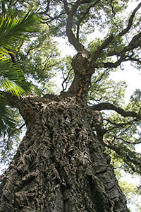 Specimen of Quercus suber L. (cork tree) in the Orto Botanico "Giardino dei Semplici", Florence.