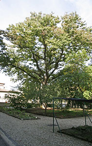 Specimen of Zelkova serrata Thunb. (Japanese elm tree)  in the Orto Botanico "Giardino dei Semplici", Florence.