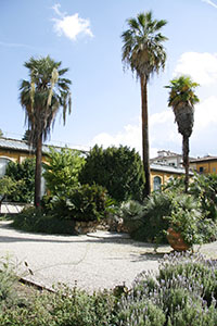View of the exotic plants section in the Orto Botanico "Giardino dei Semplici", Florence.