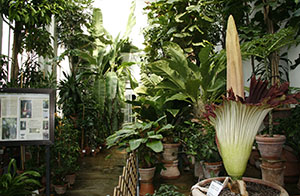 Greenhouse of exotic plants with a specimen of Amorphophallus titanum Becc. in flower, Orto Botanico "Giardino dei Semplici", Florence.