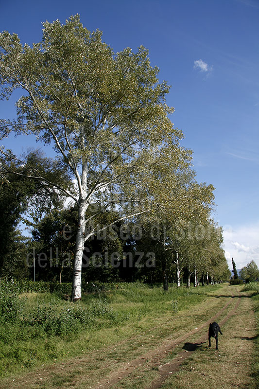 Tree-lined bank of the Arno River near the Parco delle Cascine, Florence.