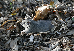 Small mammal in the Parco delle Cascine, Florence.