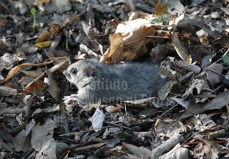 Small mammal in the Parco delle Cascine, Florence.