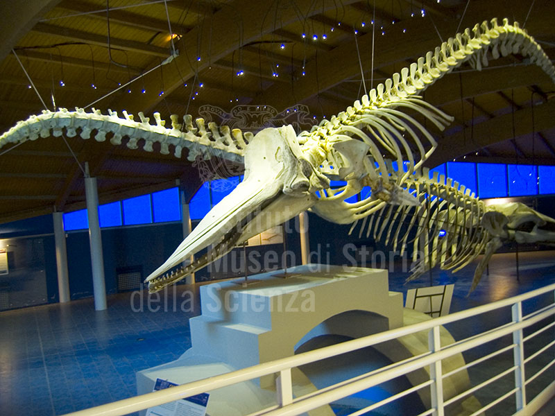 Il salone dei Cetacei all'interno del Museo di Storia Naturale del Mediterraneo, Livorno.