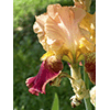 One of the irises participating in the competition held annually at the Iris Garden, Florence.