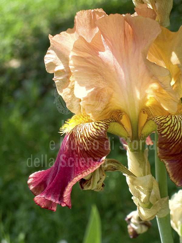 One of the irises participating in the competition held annually at the Iris Garden, Florence.