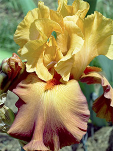 One of the irises participating in the annual competition held at the Iris Garden, Florence.
