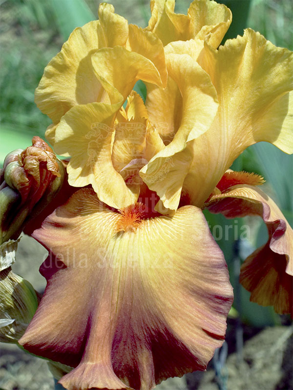 One of the irises participating in the annual competition held at the Iris Garden, Florence.