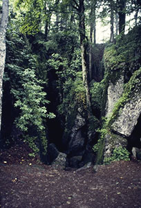 The forest of the Santuario de La Verna, Chiusi della Verna.