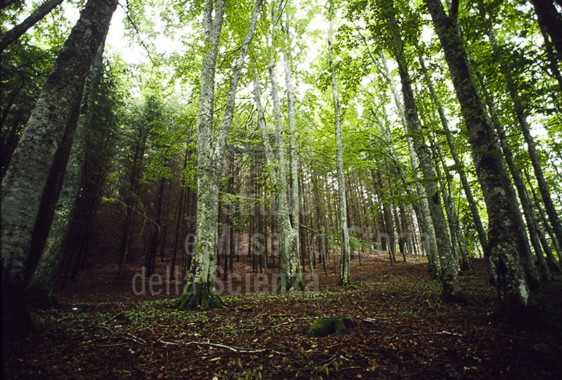 Arboreti Sperimentali di Vallombrosa, Reggello.