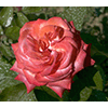 Un fiore nel Giardino delle Rose, Firenze.