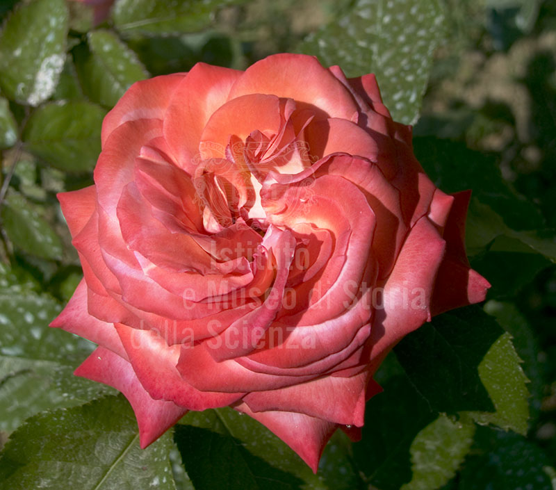 Un fiore nel Giardino delle Rose, Firenze.