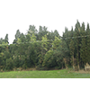 Medici Villa "Il Trebbio" immersed in vegetation, San Piero a Sieve.