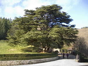 Cedar of Lebanon declared a monumental plant by the regional administration of Tuscany for its impressive dimensions, Coltibuono.