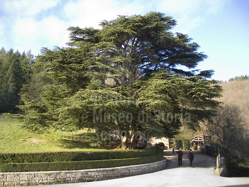 Cedar of Lebanon declared a monumental plant by the regional administration of Tuscany for its impressive dimensions, Coltibuono.