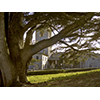 The Abbey of San Lorenzo at Coltibuono and the adjoining monumental cedar, Gaiole in Chianti.