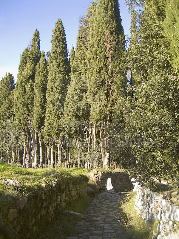A footpath in the English Garden of Brolio Castle, Gaiole in Chianti.
