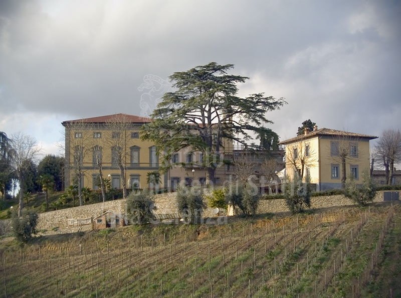 Un albero secolare nel Giardino di Villa Monaciano, Castelnuovo Berardenga.